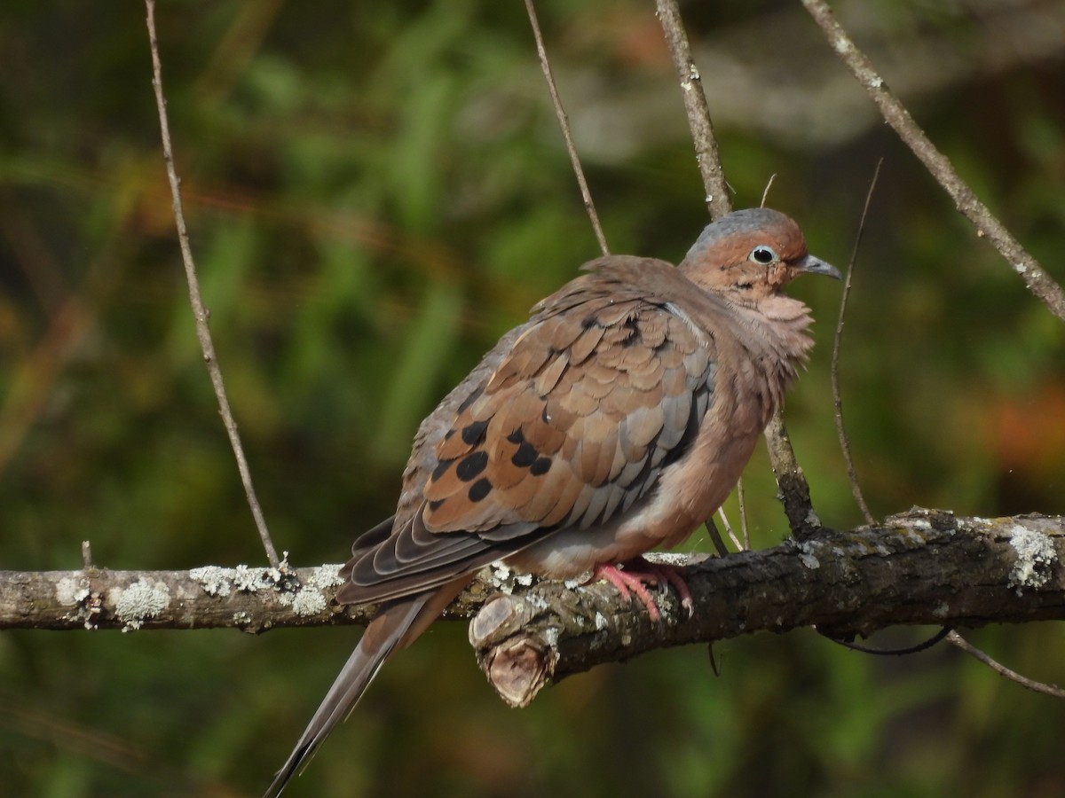 Mourning Dove - ML644245179