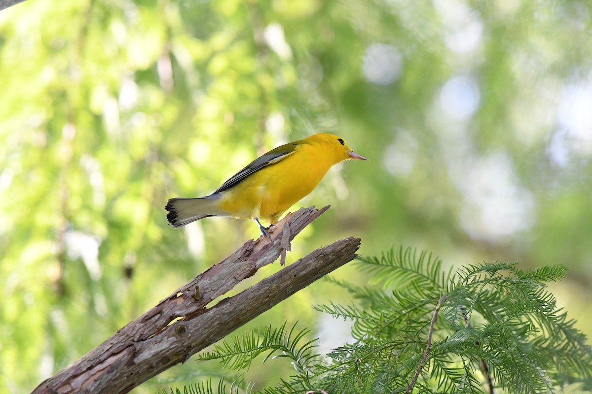 Prothonotary Warbler - ML644245197