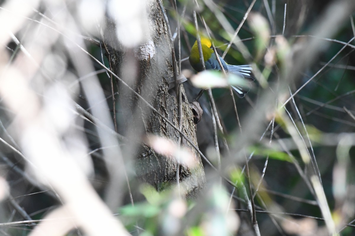 Prothonotary Warbler - ML644245198