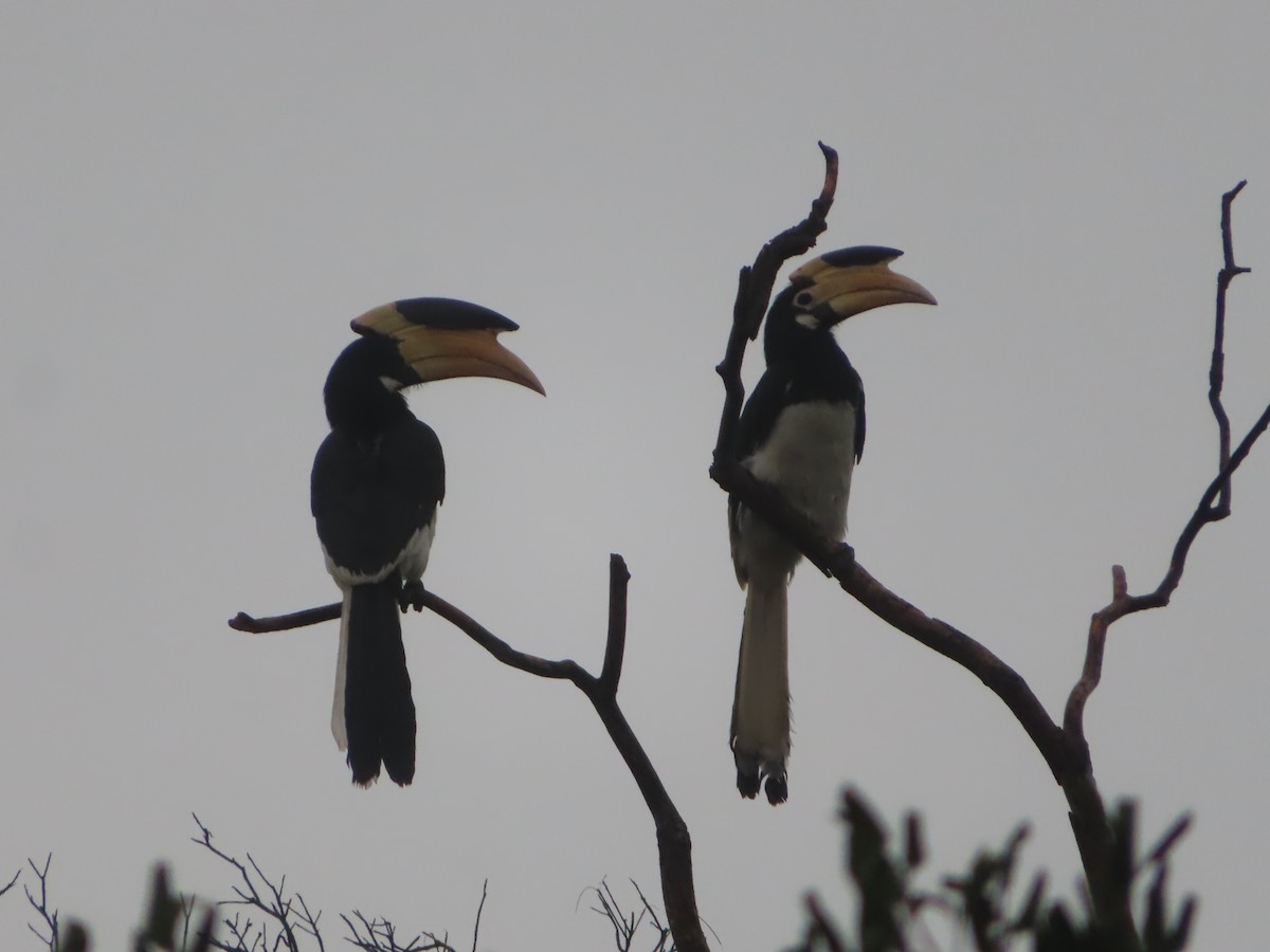 カササギサイチョウ - ML644245205