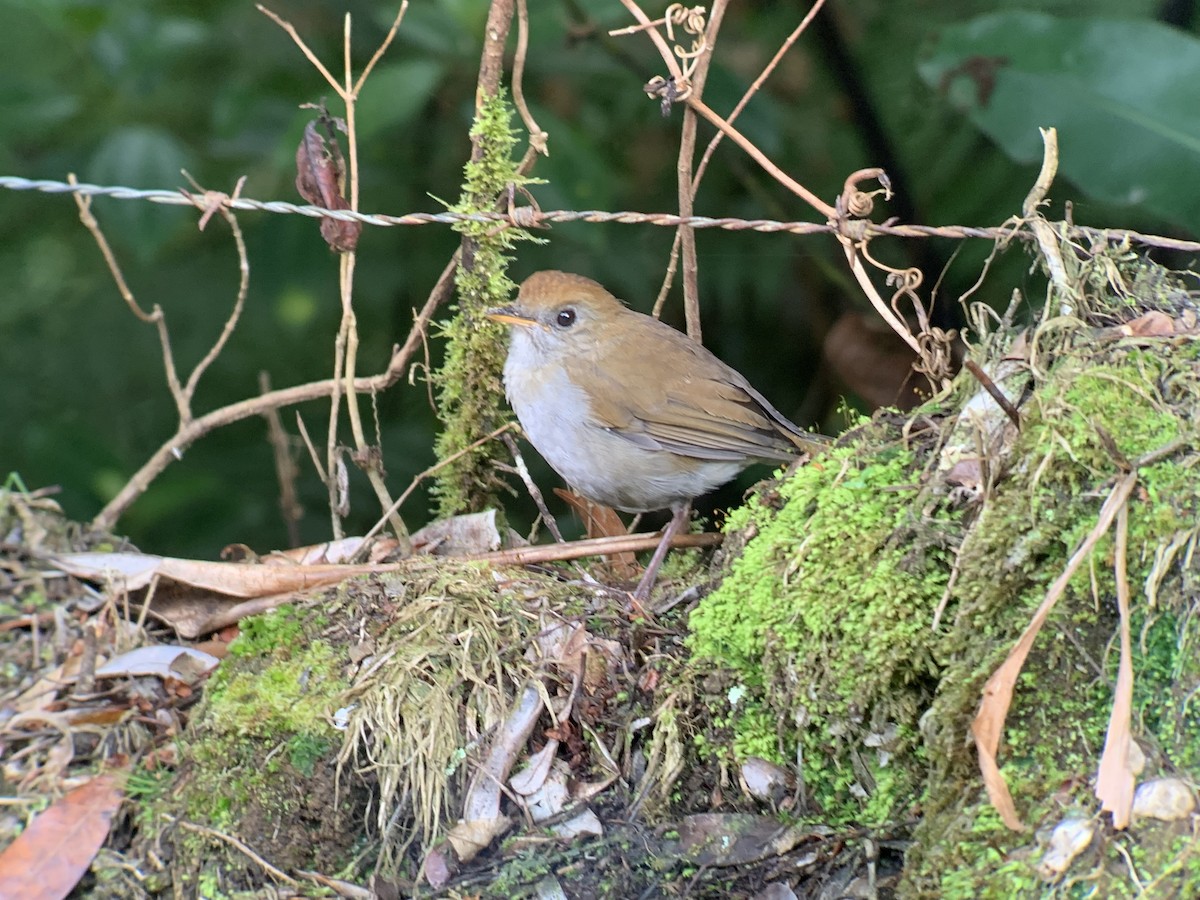 Рыжеголовый соловьиный дрозд - ML644245208