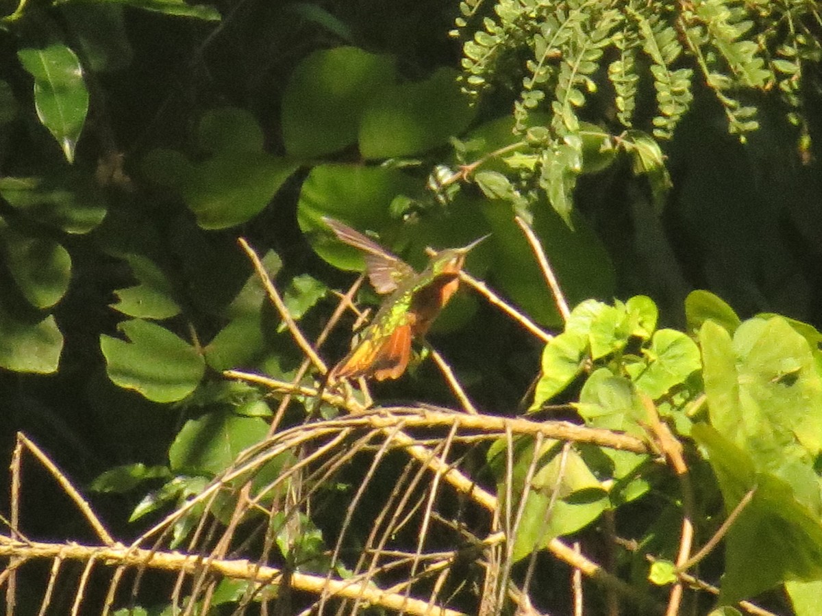 Rufous Sabrewing - ML644245226