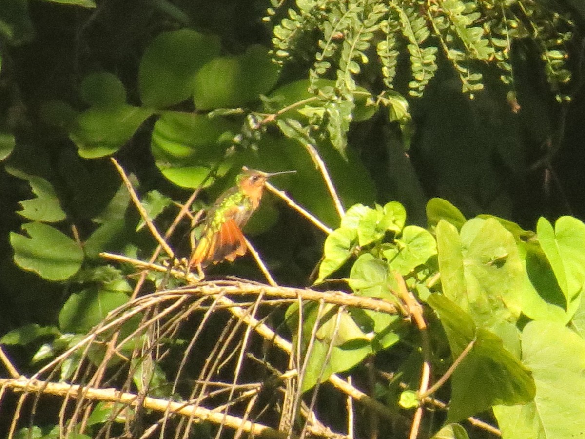 Rufous Sabrewing - ML644245227