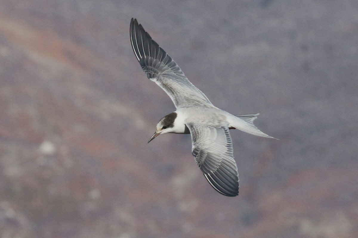 Common Tern - ML644245233
