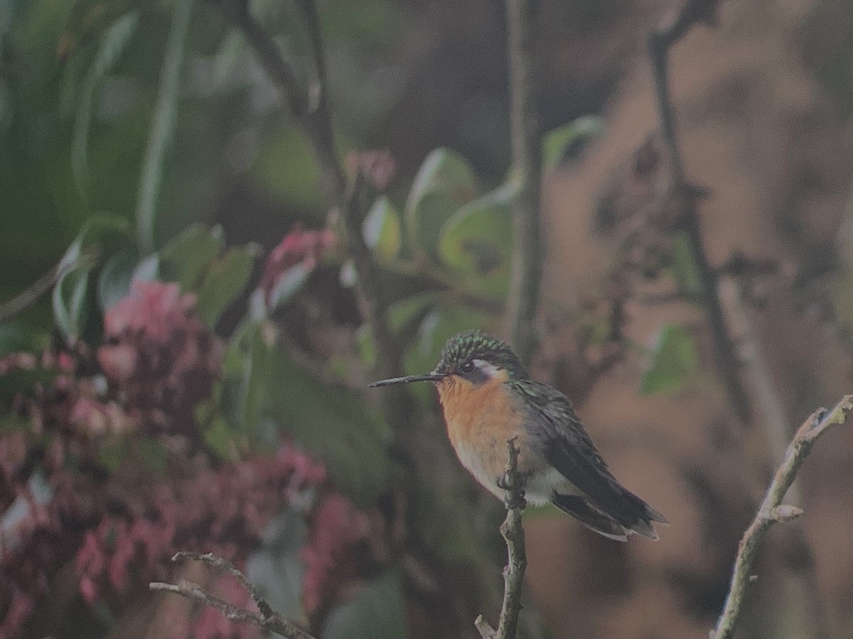 Colibri à gorge pourprée - ML644245234