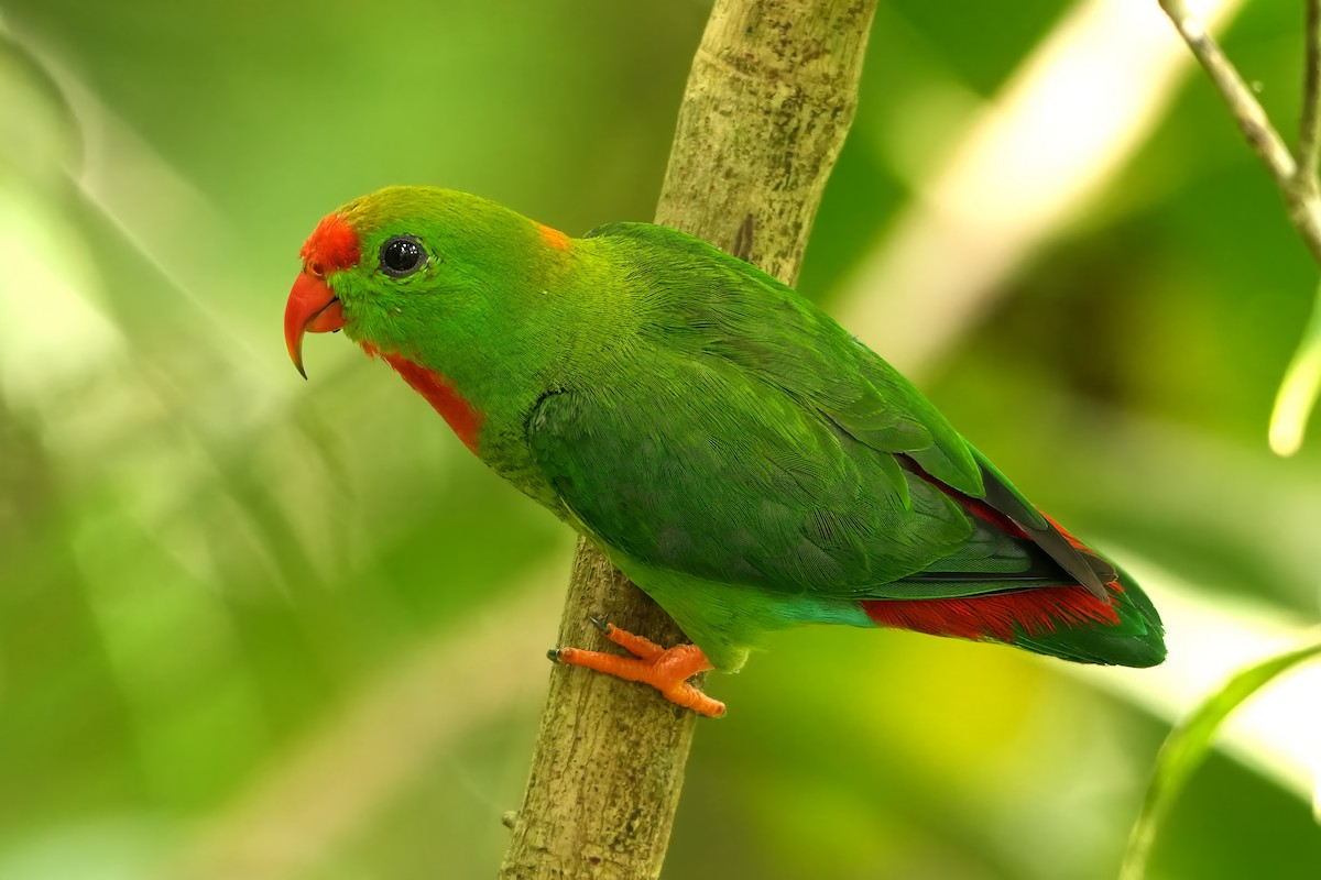 Coryllis des Philippines - ML644245236