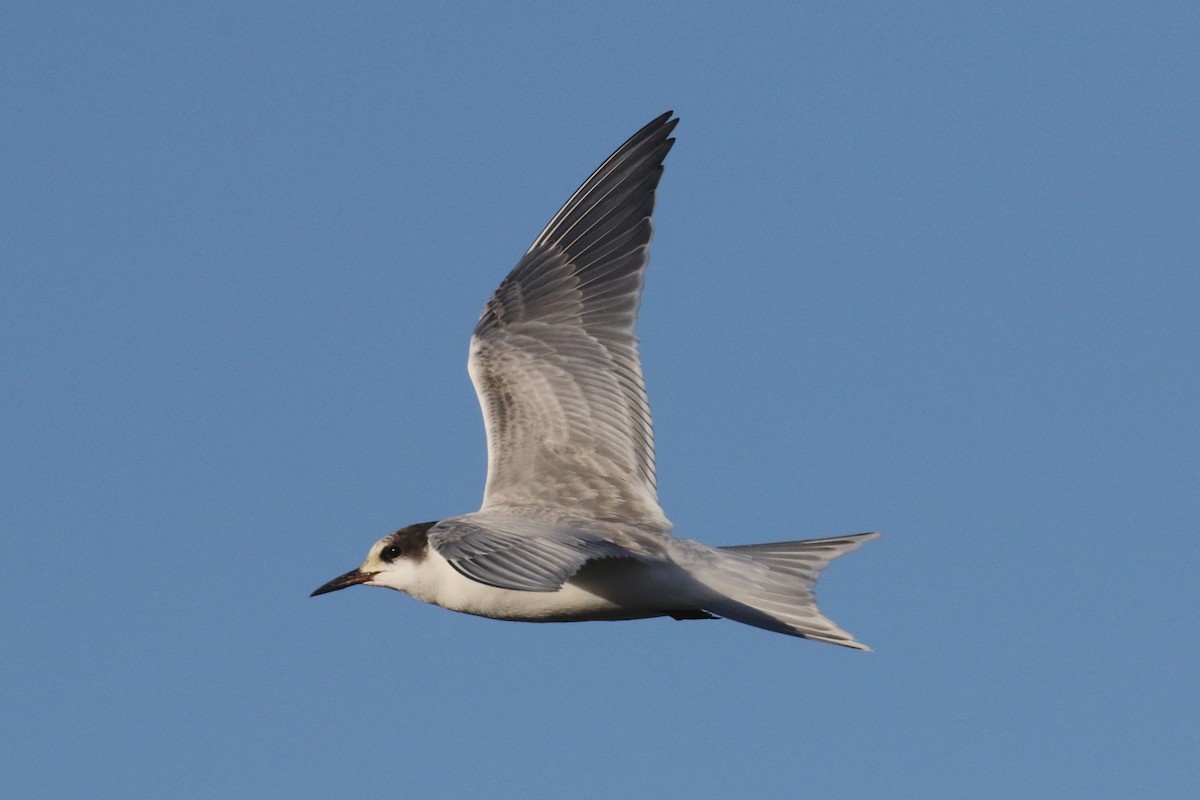 Common Tern - ML644245238
