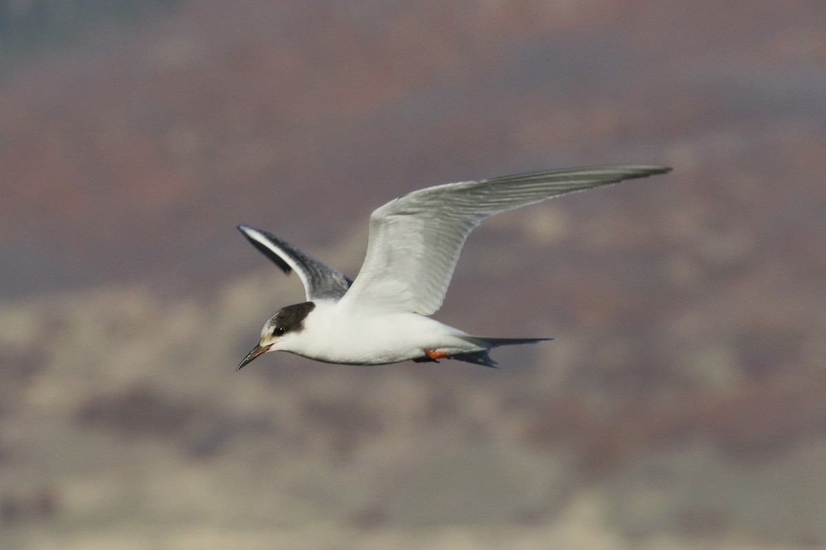 Common Tern - ML644245242