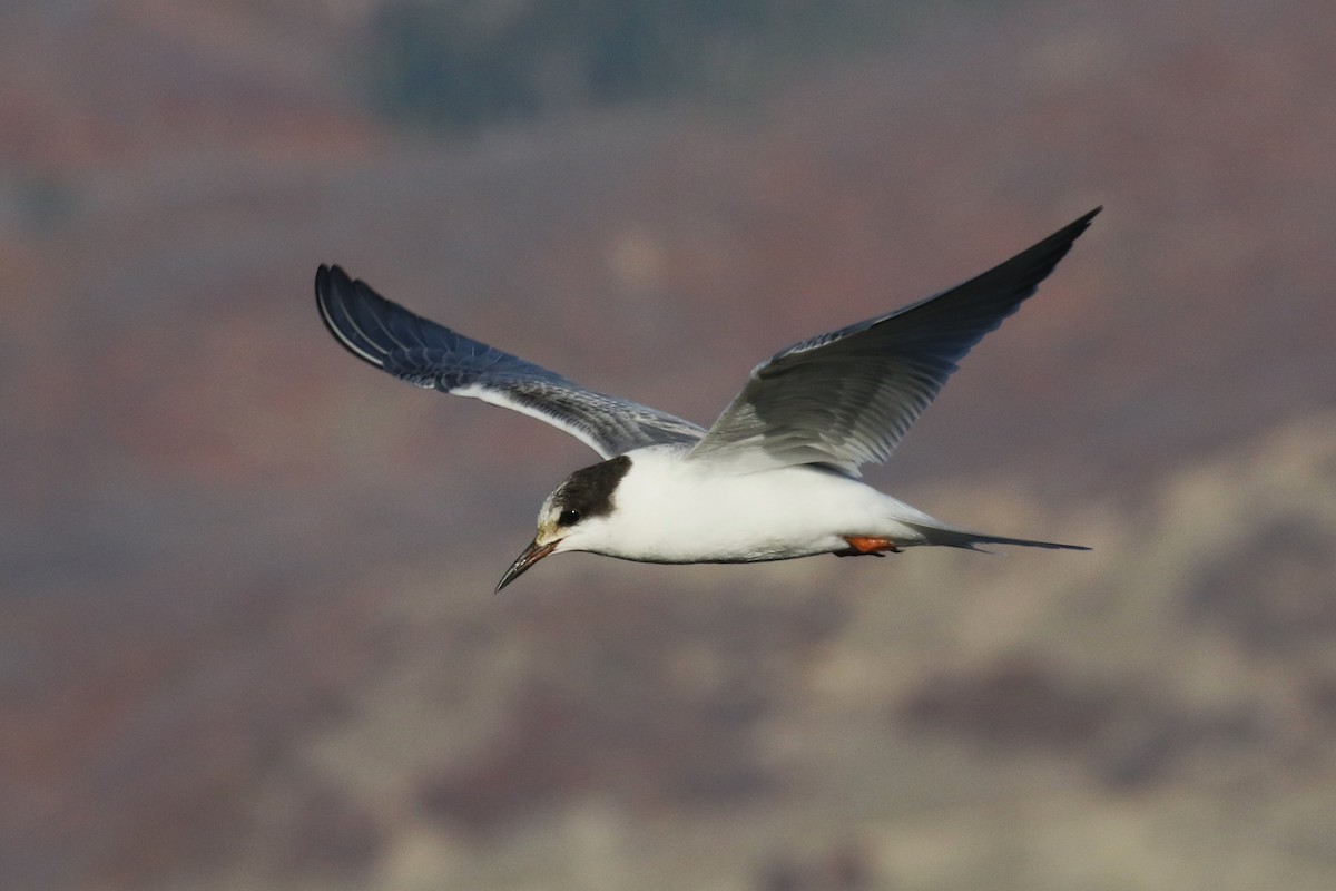 Common Tern - ML644245246