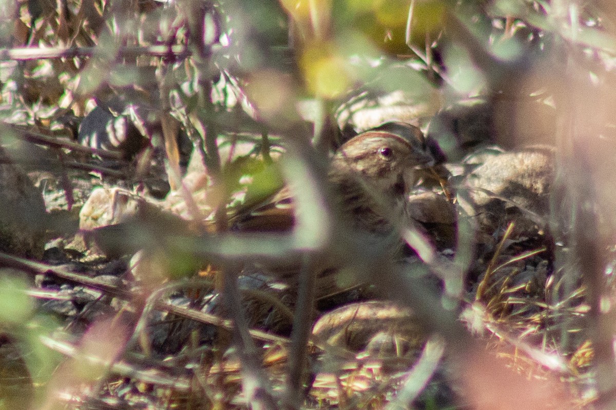 ウタスズメ - ML644245247