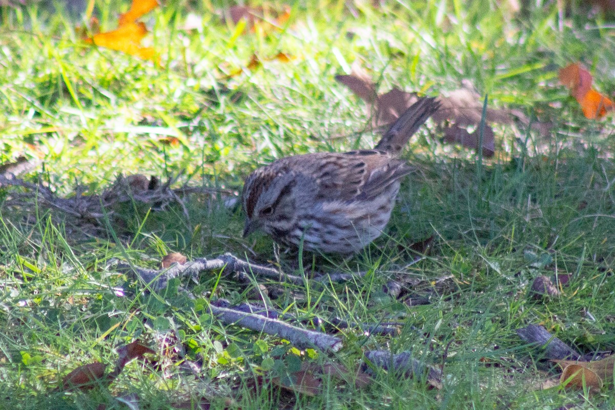ウタスズメ - ML644245248