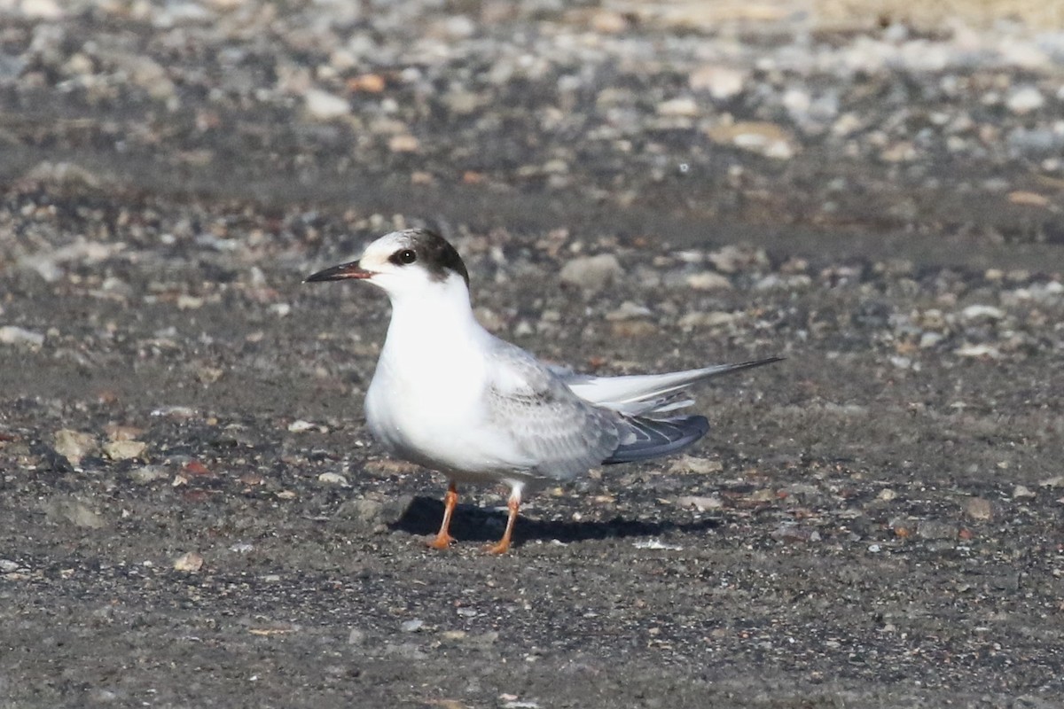 Common Tern - ML644245251