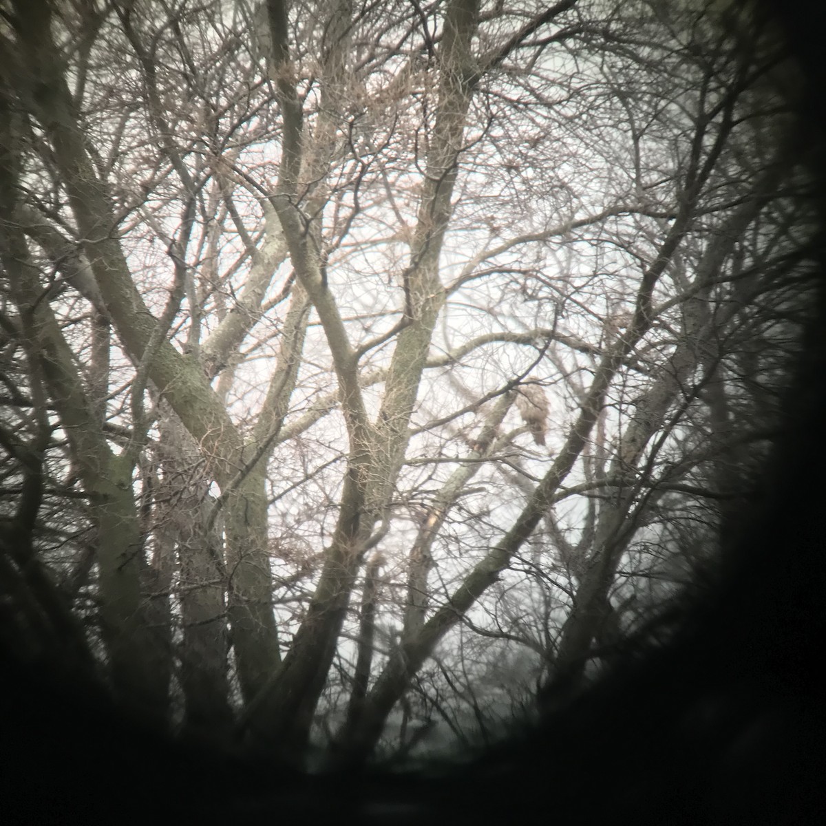 Gerfalke - ML644245256