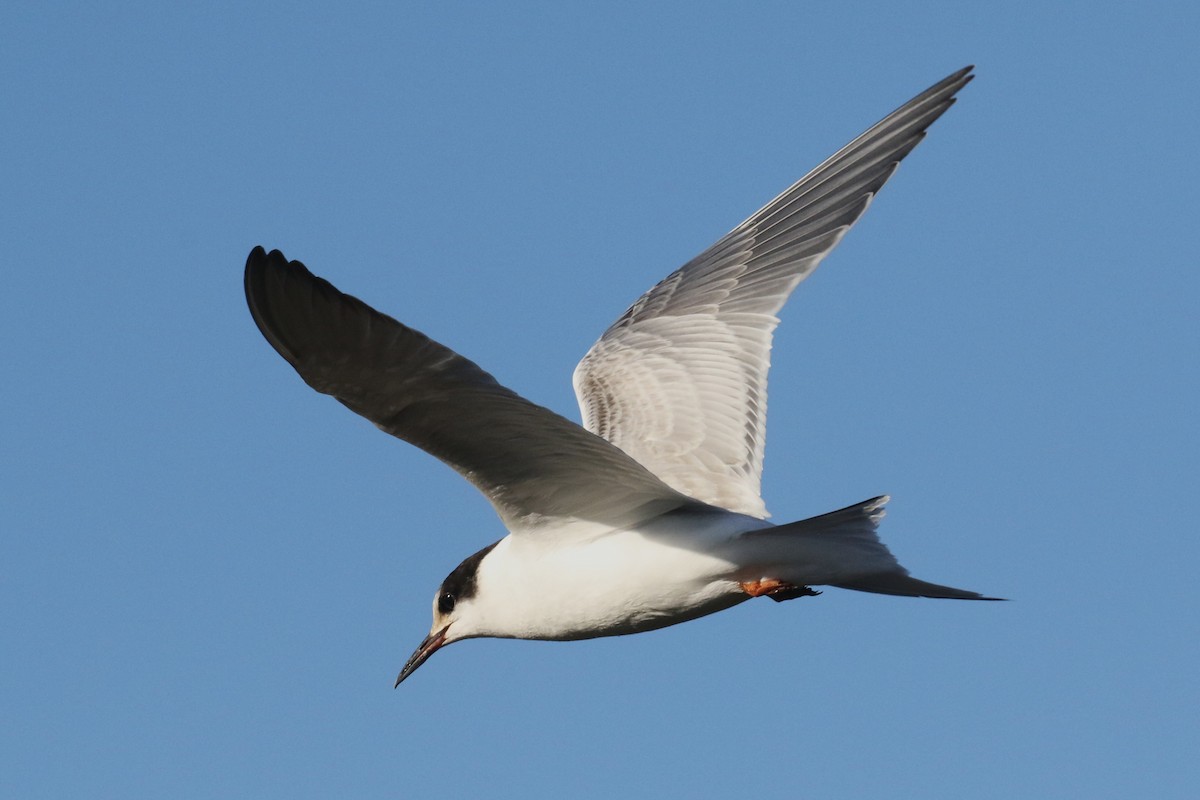 Common Tern - ML644245257