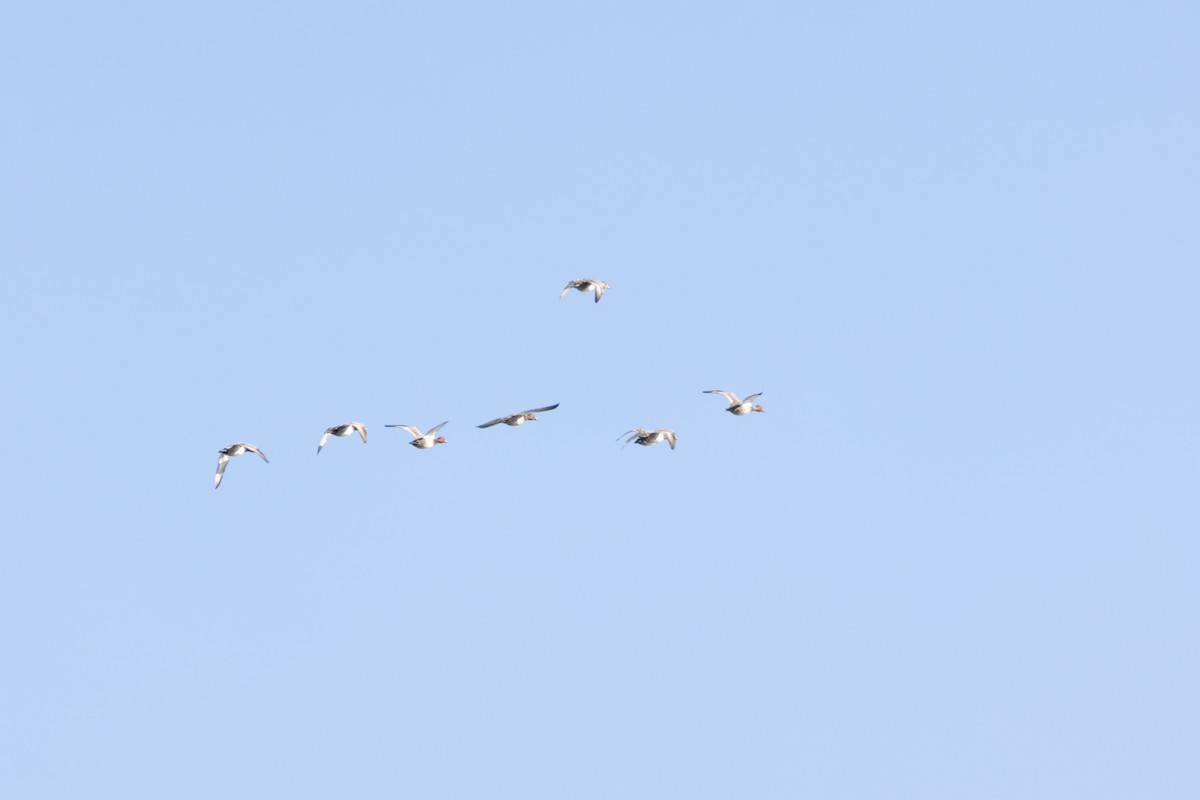 Fuligule à tête rouge - ML644245266