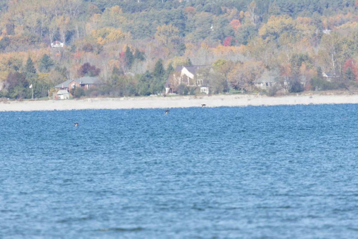 Морская чернеть - ML644245271