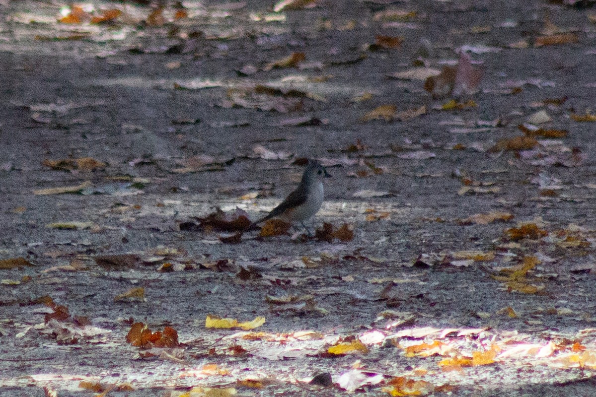 エボシガラ - ML644245276