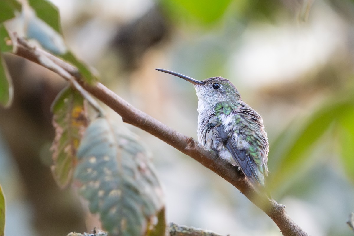 Green-and-white Hummingbird - ML644245279