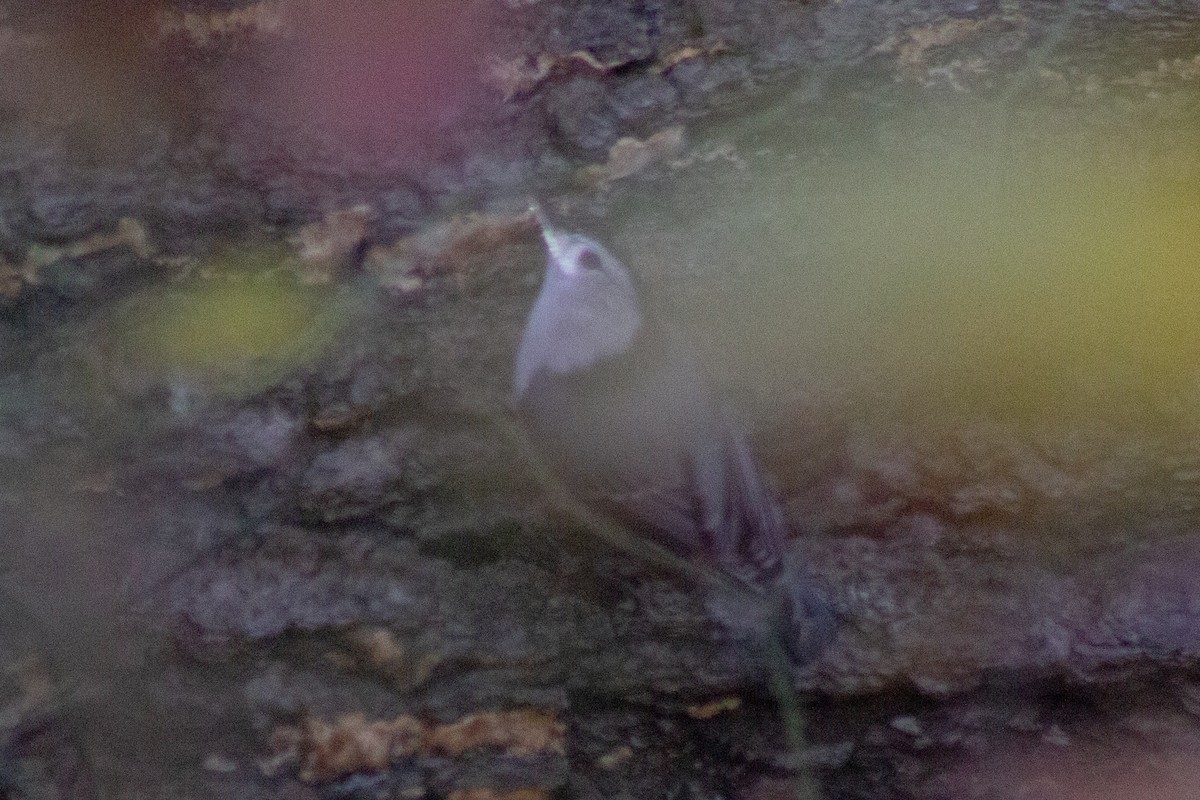 Sittelle à poitrine blanche - ML644245280