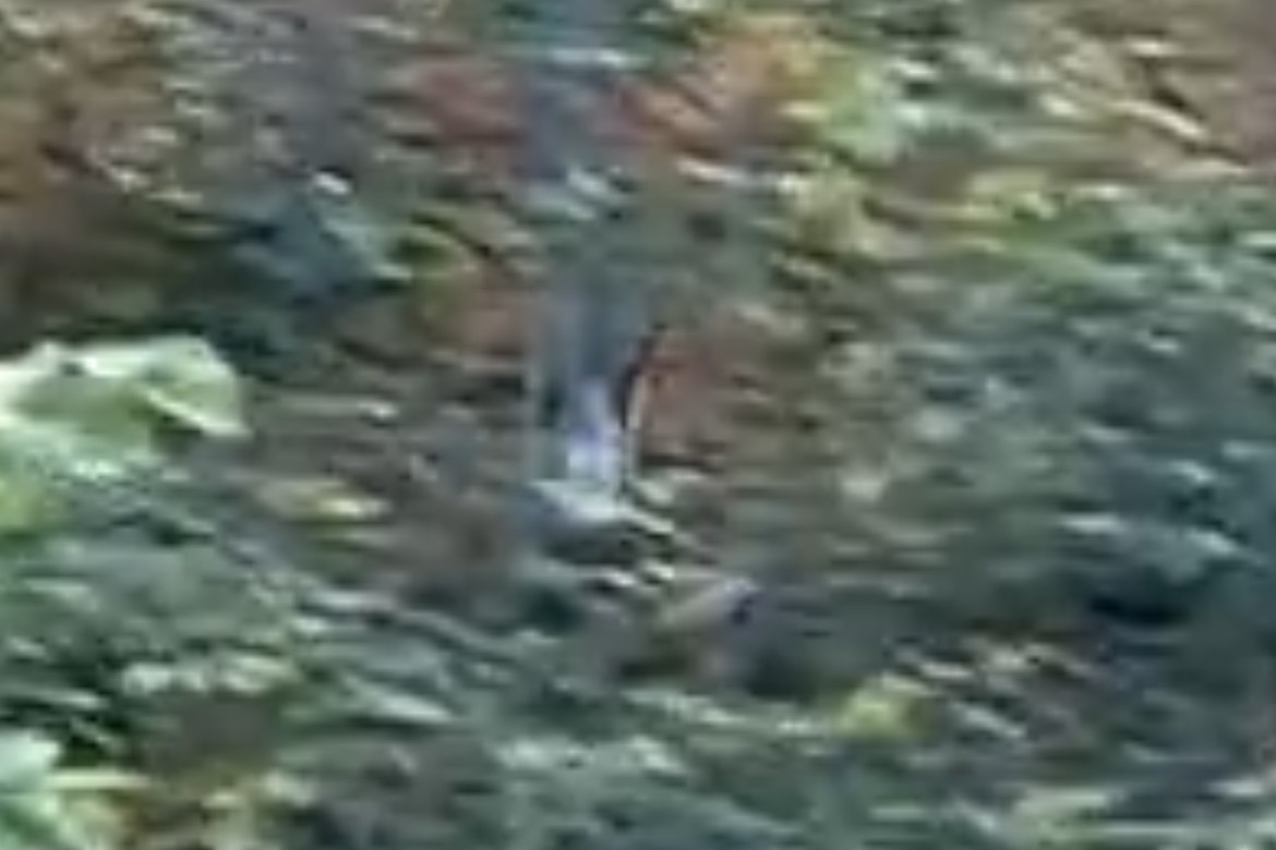 Wilson's Snipe - ML644245284