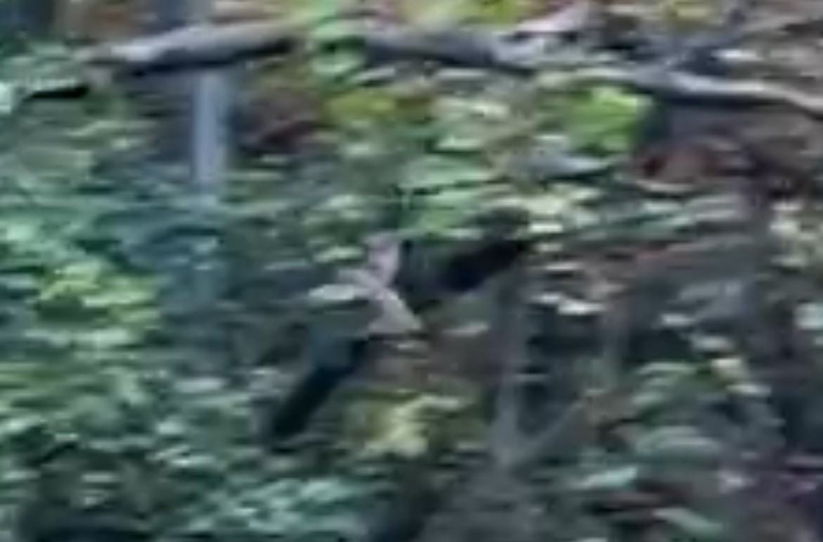 Wilson's Snipe - ML644245285