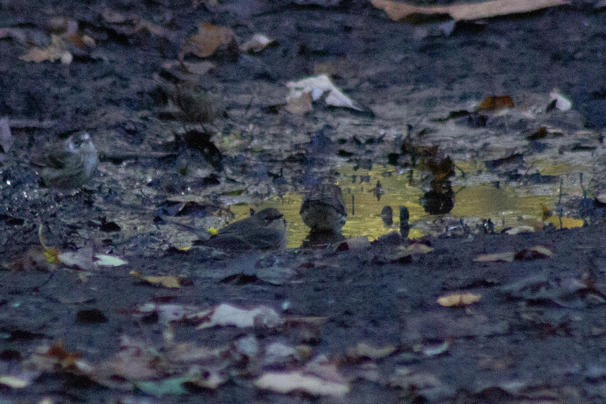 キヅタアメリカムシクイ - ML644245287