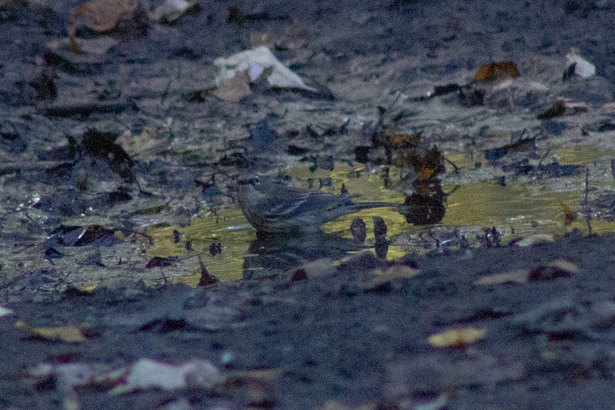 キヅタアメリカムシクイ - ML644245288