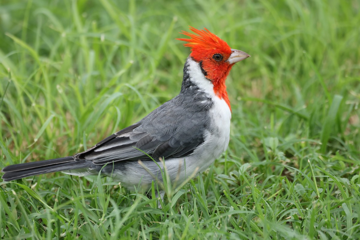 Red-crested Cardinal - ML644245292