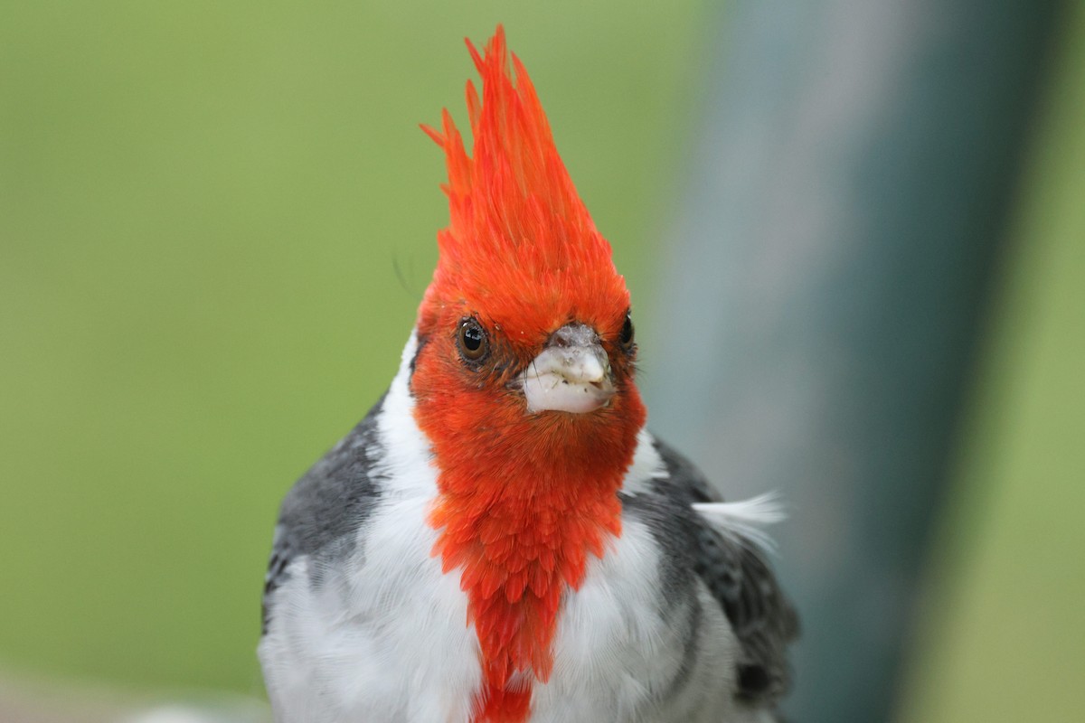 Red-crested Cardinal - ML644245293