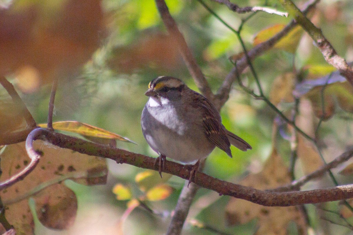 ノドジロシトド - ML644245296