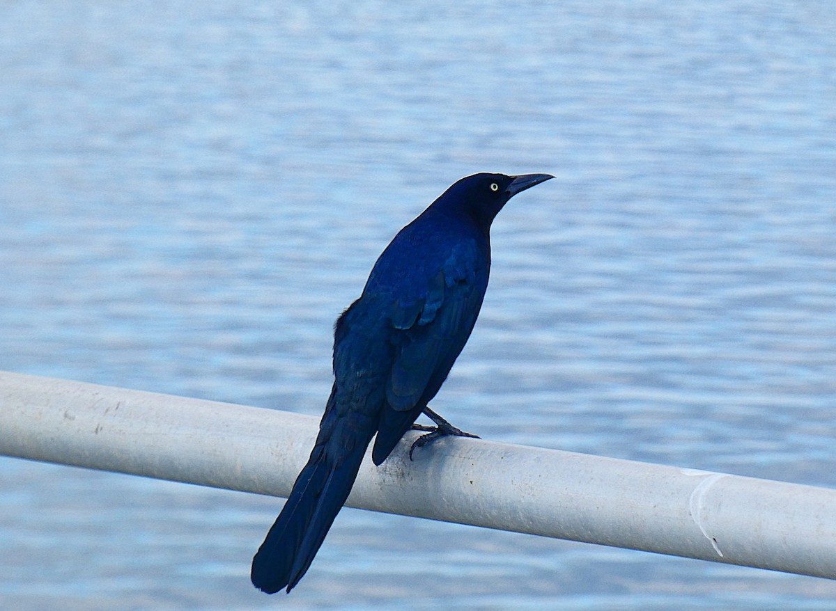 Boat-tailed Grackle - ML644245301