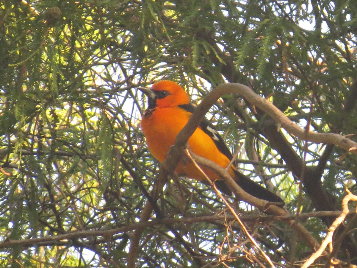 Altamira Oriole - ML644245310