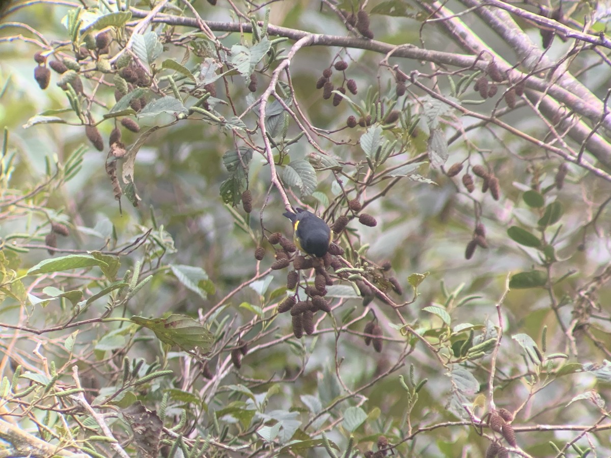 Yellow-bellied Siskin - ML644245311