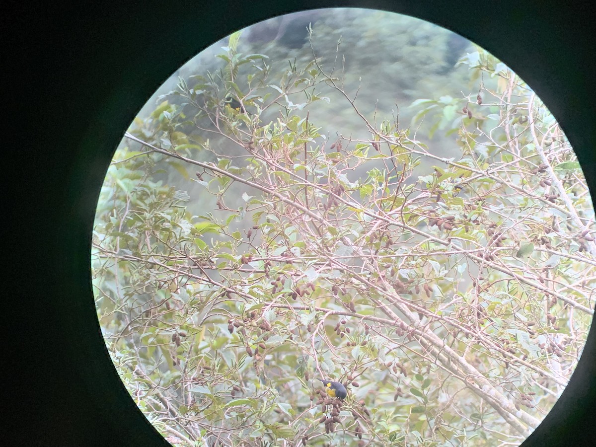 Yellow-bellied Siskin - ML644245312