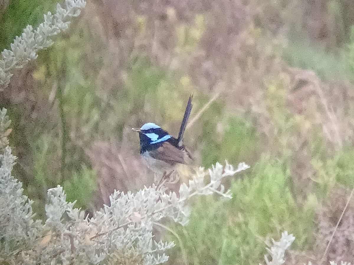 Mérion superbe - ML644245314