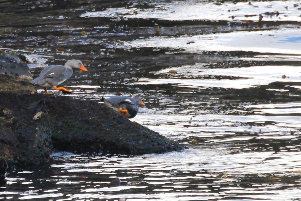 オオフナガモ - ML644245316