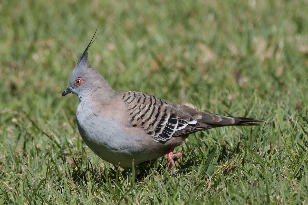 Spitzschopftaube - ML644245318