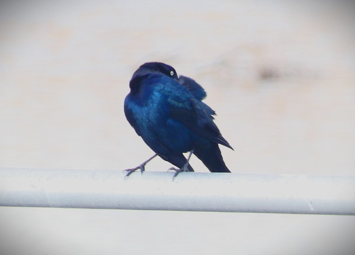 Boat-tailed Grackle - ML644245324