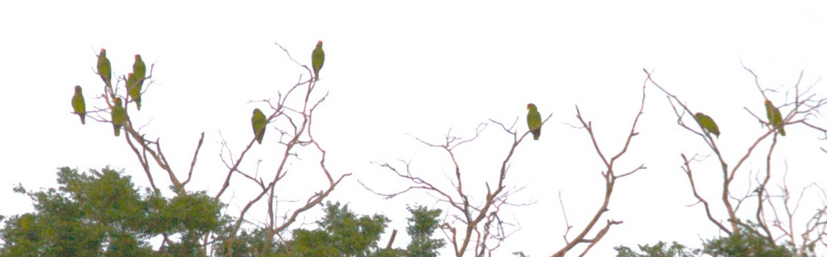 Orange-fronted Parakeet - ML644245326