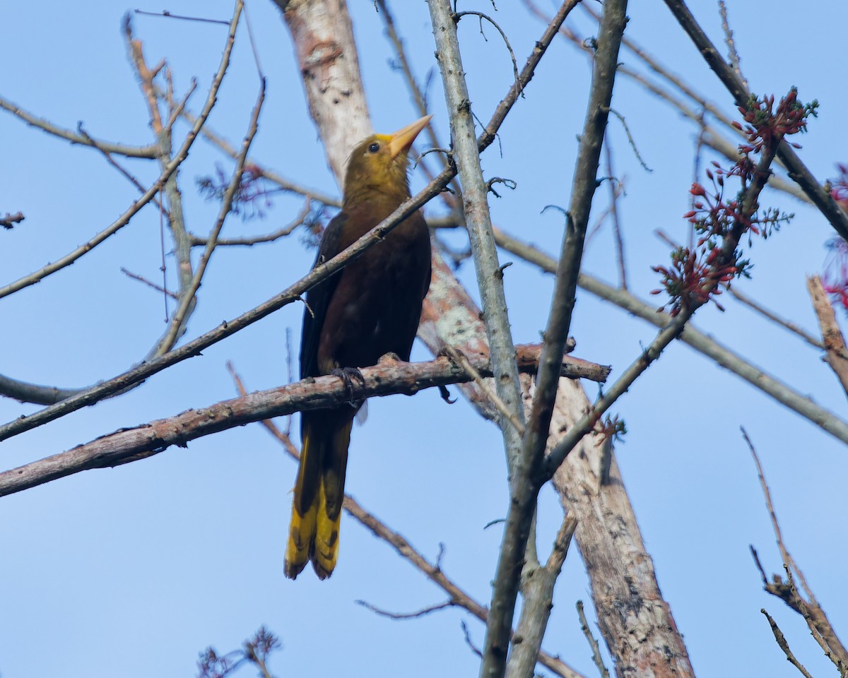 Russet-backed Oropendola - ML644245329
