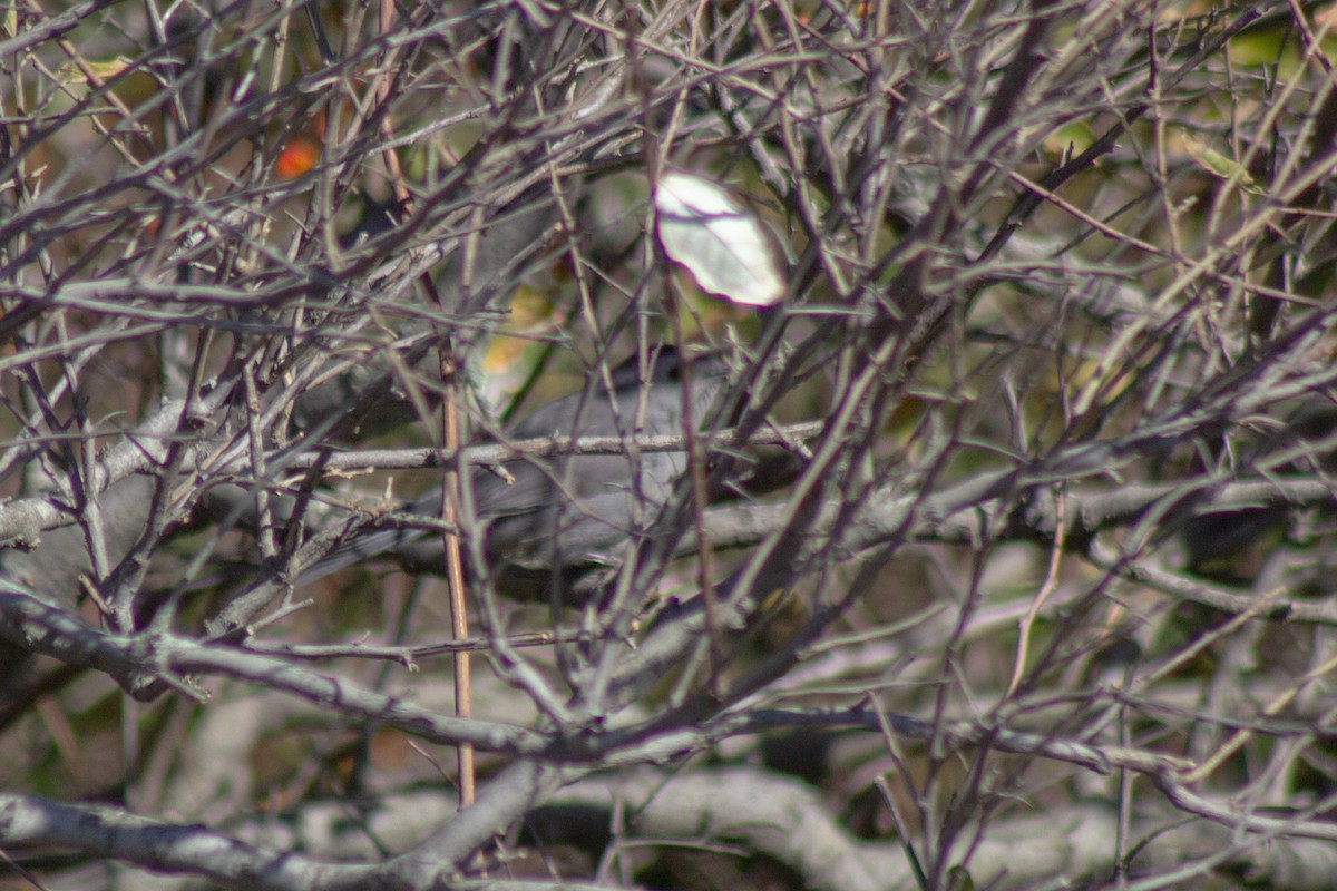 ネコマネドリ - ML644245330