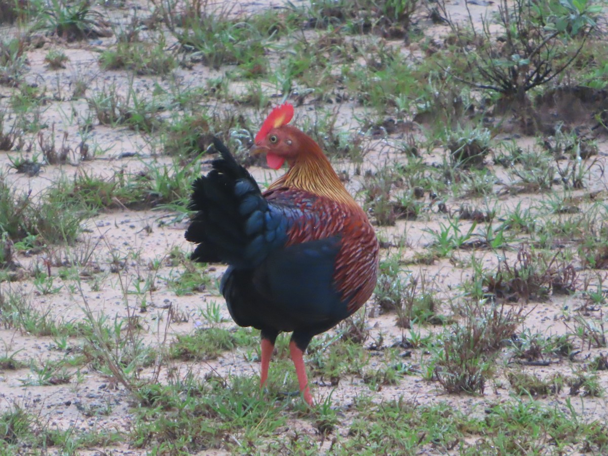 Sri Lanka Junglefowl - ML644245332