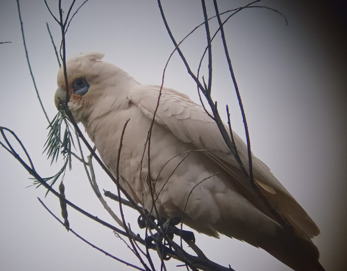 Cacatoès corella - ML644245333