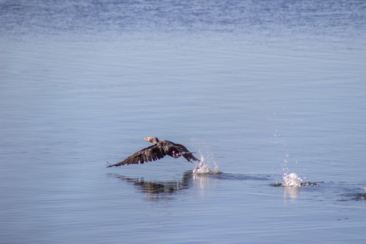 ミミヒメウ - ML644245336