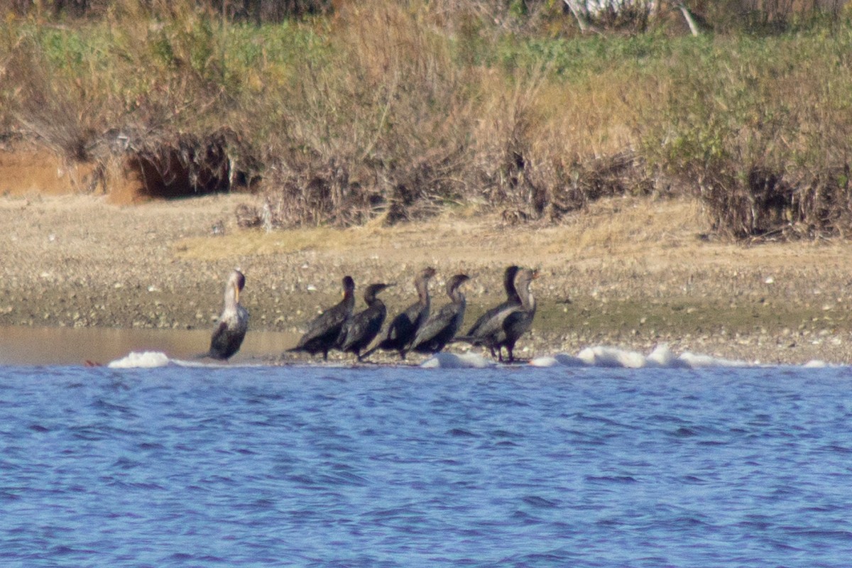 ミミヒメウ - ML644245337