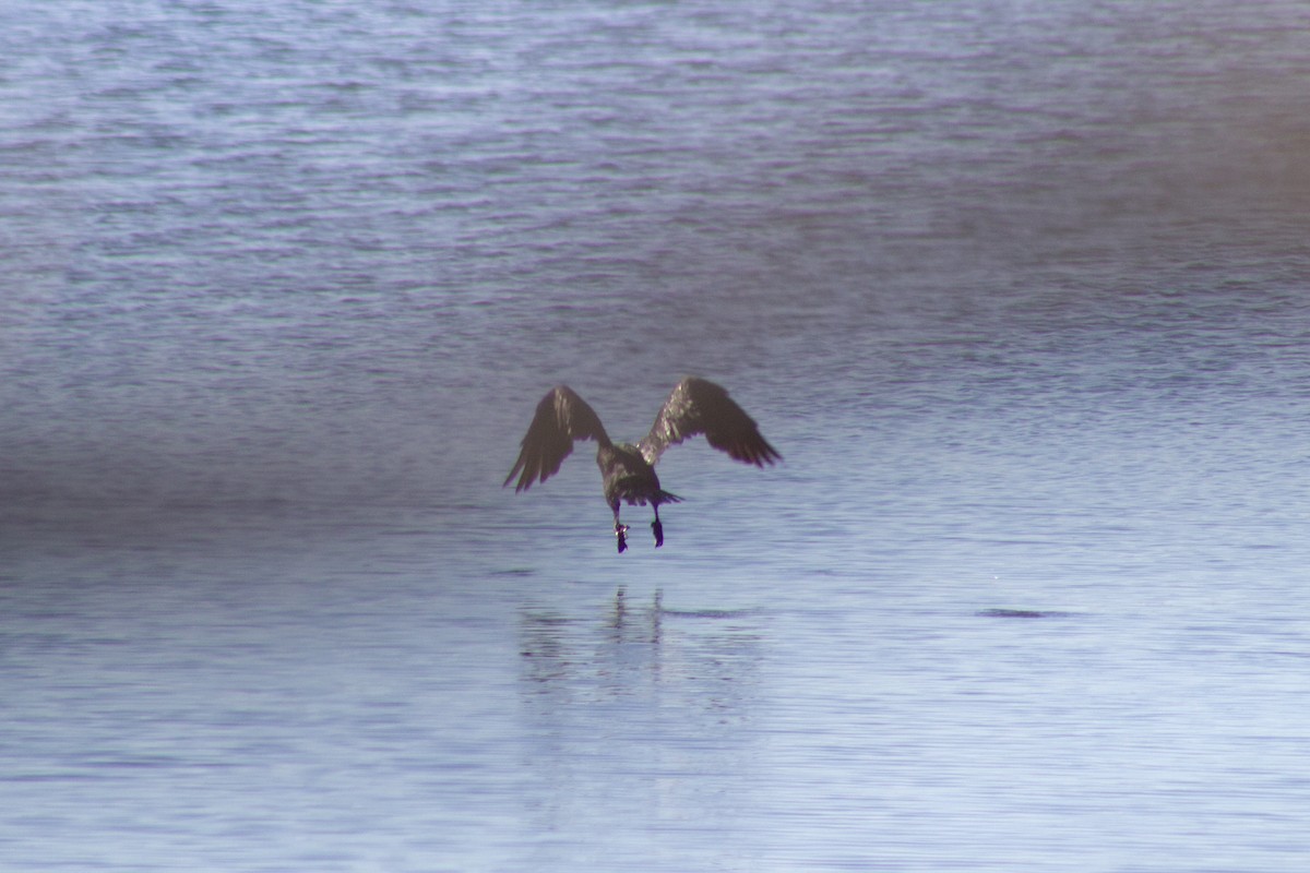 ミミヒメウ - ML644245338