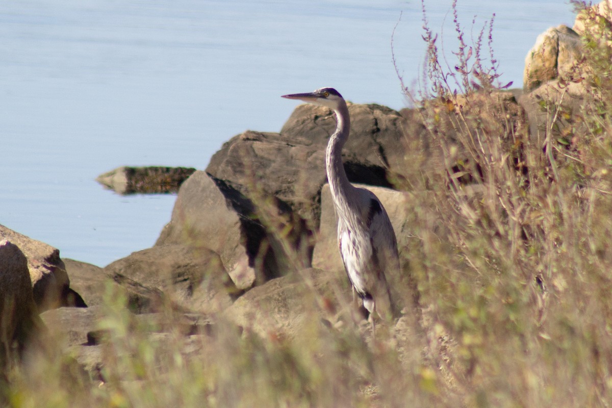 オオアオサギ - ML644245344