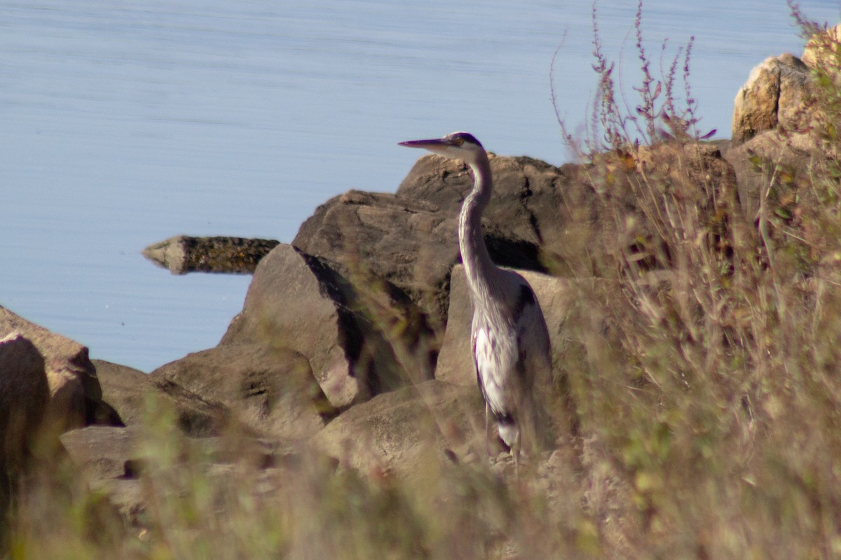 オオアオサギ - ML644245345