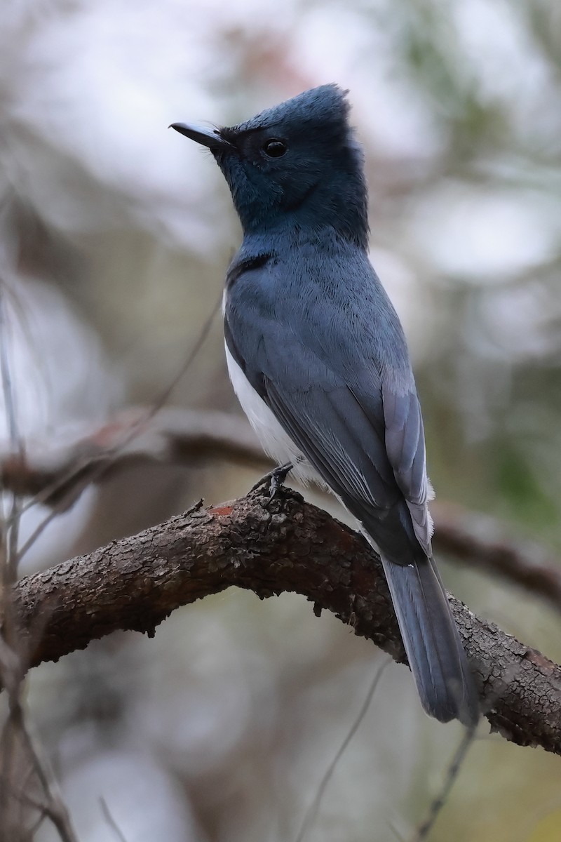 blymonark - ML644245357