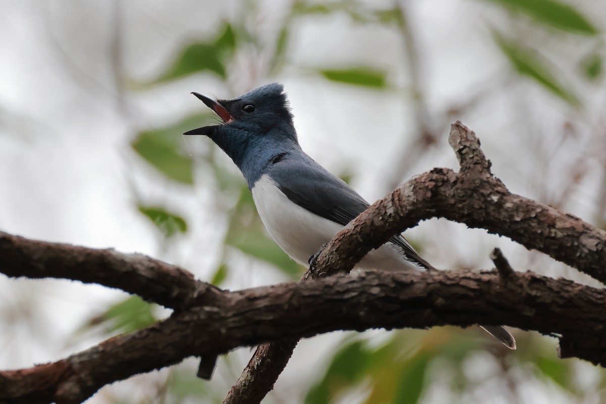 blymonark - ML644245358